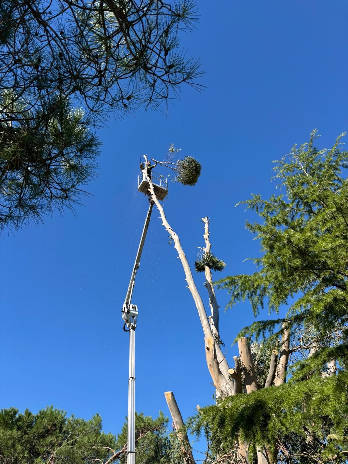 Élagage en nacelle d'un eucalyptus à Mérignac, Flores Espaces Verts